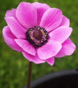 Beautiful pink flower with green background